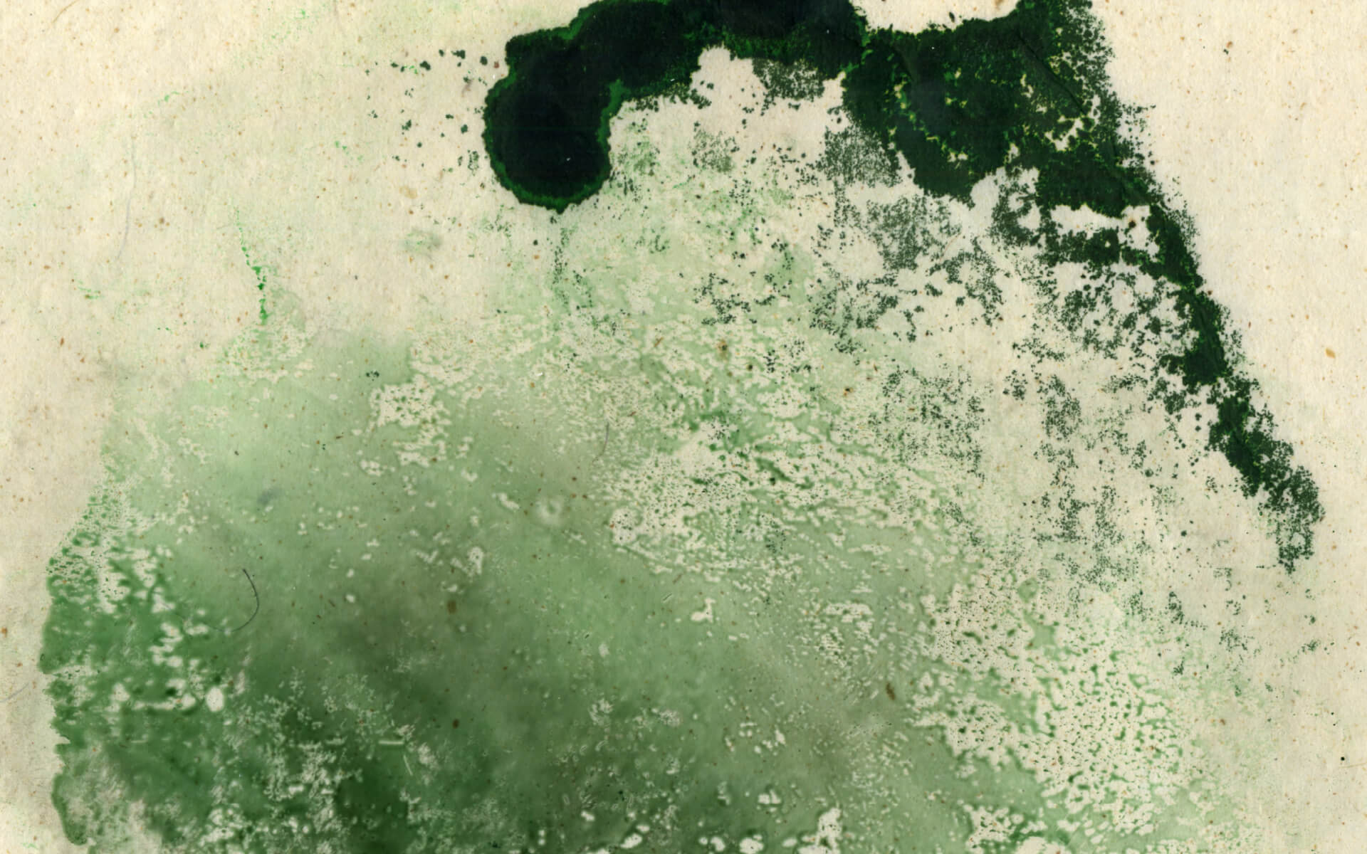 Hora Torguiana Background Detail